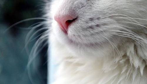 Кулинарная революция по-кошачьи. Часть 1. Как живётся в тени пушистого гения?