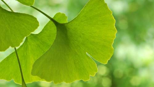 Реликтовое дерево гинкго, бухгалтерия и И. Гёте. Что их связывает?