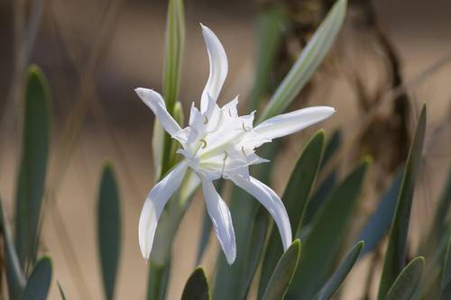 Панкраций морской  (Pancratium maritimum)