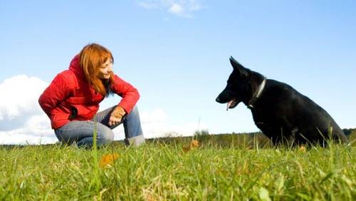 Дрессировка: может ли она быть интересна и хозяину, и собаке?