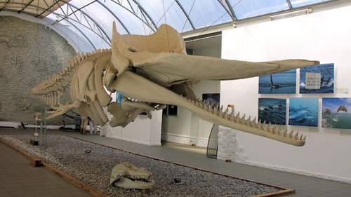 Скелет «балтийского» кашалота в музее Мирового океана, Калининград