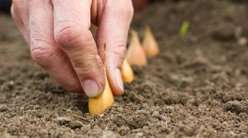 Как получить семена лука?