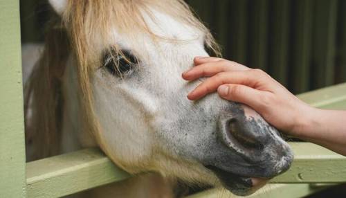 Лошадь и человек. Как содержать в домашнем хозяйстве?