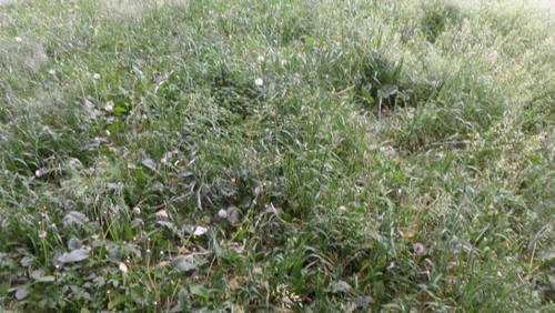 Трава до бритья выглядит немного лохмато. Непорядок.