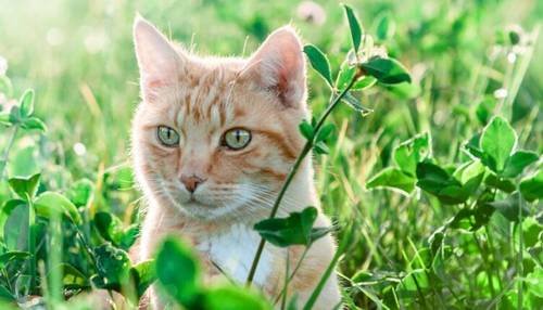 Почему кошки любят играть?