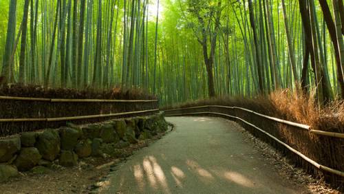 Бамбуковый лес Сагано - найдите умиротворение и спокойствие