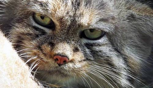 Улыбка манула. Часть 2. Как проявляется стратегическое партнерство?