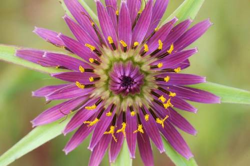 Козлобородник: описание цветка, фото, особенности выращивания - полезная информация