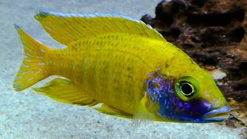 Африканская цихлида