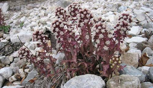 Белокопытник странный (Petasites paradoxus). Окрестности озера Траунзе (Верхняя Австрия)