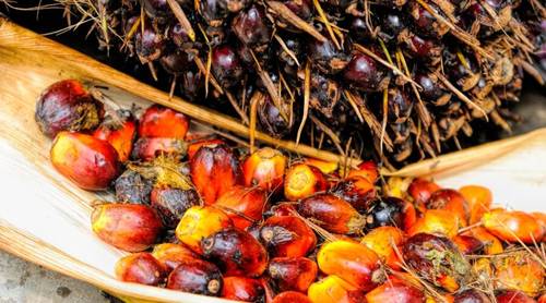 Является ли пальмовое масло убийцей?