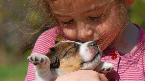 Как я в детстве завел себе собаку?