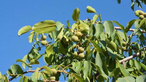 Как пересадить орех?