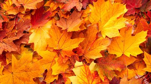 Как используется клён?