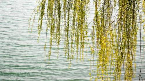 О ком тоскует плакучая ива?