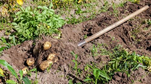 Как может возрождаться жизнь?