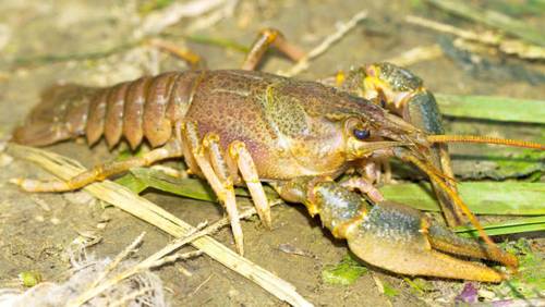 Как раки рапространялись в России?