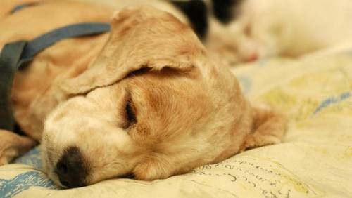 Видят ли животные сны?