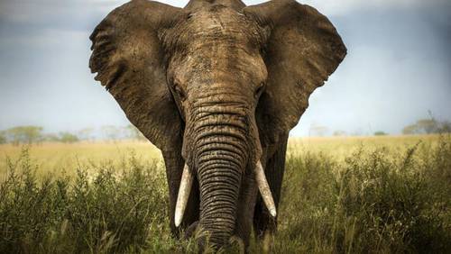 Для чего отмечается Всемирный день защиты слонов в зоопарках?